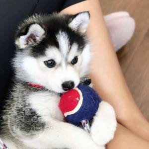 loving Siberian Husky ready for adoption.