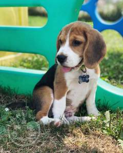 Nice Beagle puppies for sale.