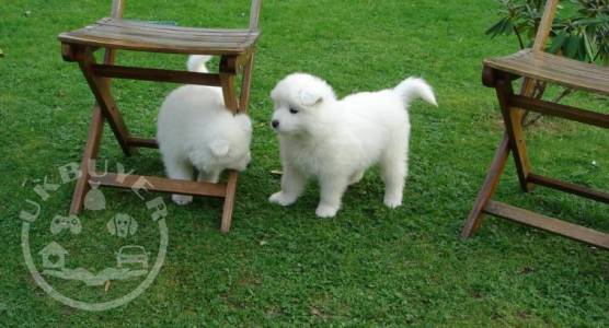 Samoyed puppy for Adoption.