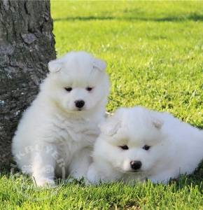Copy of Copy of Copy of samoyed-puppy-picture-ee7407f5-d81f-4aa3-8206-973f941175f4