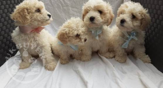 Sweetest Purebred Teacup cavachon Puppies for sale.