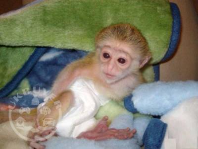 Wonderful Lovely Capuchin monkey