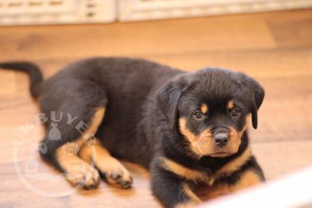 lovely Rottweiler for sale  guarantee
