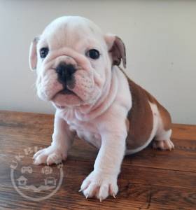 beautiful ENGLISH BULLDOG ready now for sale