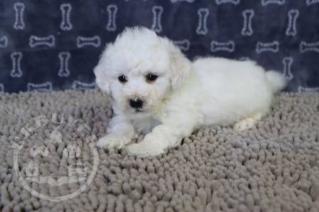 beautiful Golden bichon frise  ready now