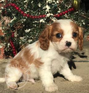 ***8Litter of 8 cavalier king charles pup(suzy)****