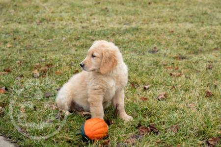 beautiful Golden Retriever ready now