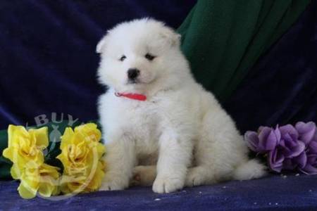 beautiful Golden Samoyed  ready now