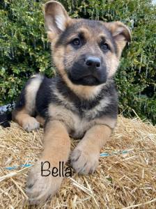 Sweet German Shepherd Dog /,  pupp for sale