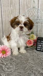 FAMILY LOVELY SHIH TZU PUPPIES 