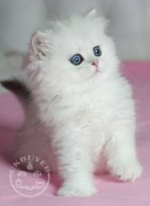 Cute Persian Kittens Currently Available   