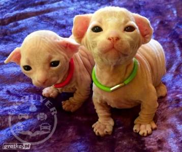 Beautiful Sphynx kittens   