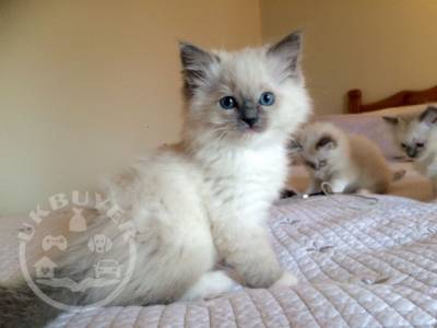 Cute and Lovely Home Raised Ragdoll Kittens.