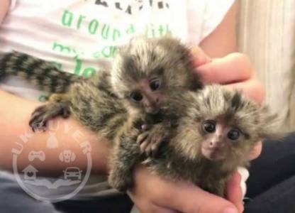  Marmoset Finger monkey for sale