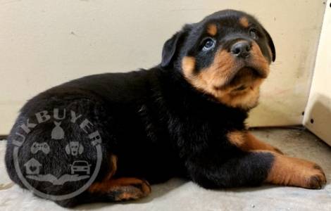 beautiful Golden ROTTWEILER ready now