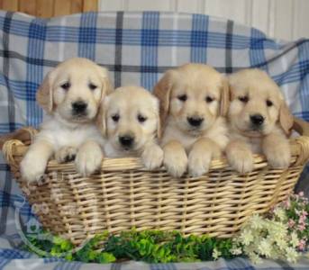 Lovely Golden Retriever puppies
