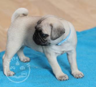 Beautiful Pug available Whatsapp/Viber +447565118464