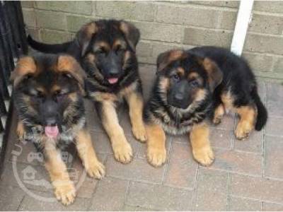 Beautiful German sheperd puppies Whatsapp/Viber +447565118464