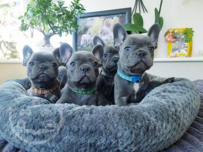 Pedigree French Bulldog puppies, KC registered.Whatsapp/Viber +447565118464