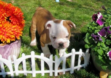 2 Cute English Bulldog Puppies