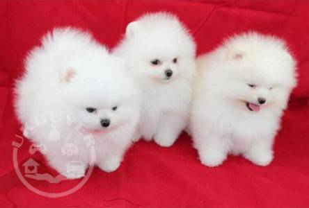 Pomeranian Puppies Ready