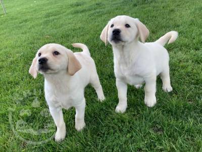 Labrador Retriever Pups For Sale.