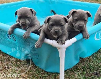 M & F Blue Staff puppies Ready To Go Now