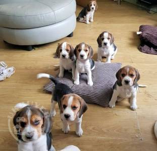 Beautiful Beagle Pups Available