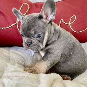 Excellent-French-Bulldog-Puppie-1648454925_1_