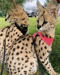 F1 and F2 Savannah Kittens Available   