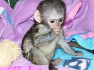 Lovely and well trained Capuchin  monkey. Whatsapp/Viber +48785742139