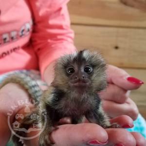 Adorable and playful Marmoset monkey.Whatsapp/Viber +48785742139