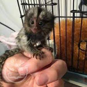 Adorable and playful Marmoset monkey.Whatsapp/Viber +48785742139