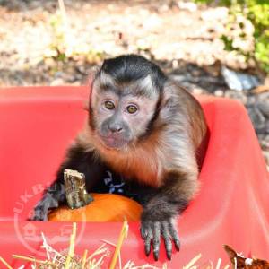 Capuchin Monkeys for sale