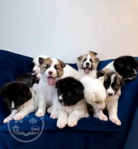 ***8 A Jixed Litter of 8 Akita pupps,(suzy)****