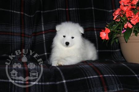 beautiful Golden Samoyed  ready now