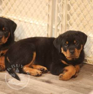 ***7 A Jixed Litter of 8 Rottweiler pupps,(suzy)****