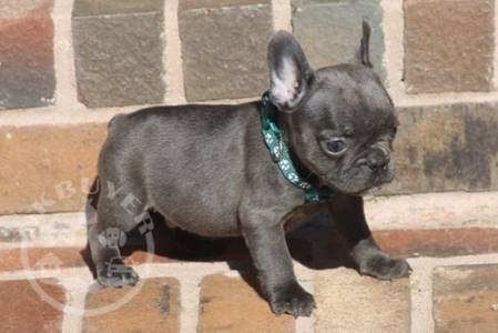 lovely french bulldog  for sale  guarantee