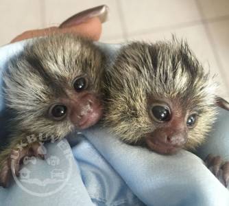 Adorable and Sweet Marmoset Monkey