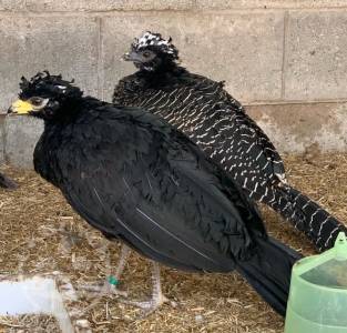 Currasow birds available 