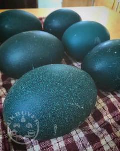 Emu chicks and eggs available 