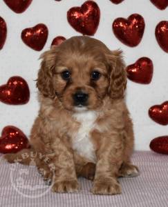 beautiful cavapoo ready now for sale