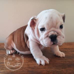 beautiful English bulldog eady now for sale