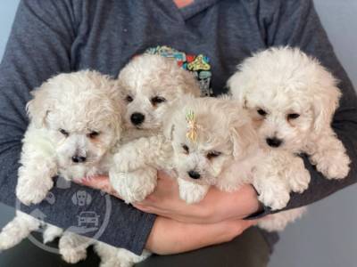 beautiful Golden bichon frise  ready now