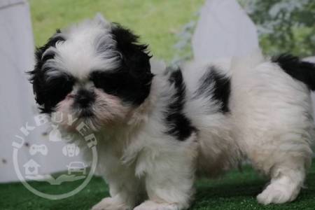 FAMILY LOVELY SHIH TZU PUPPIES