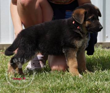 Gorgeous    German Shepherd puppies sale