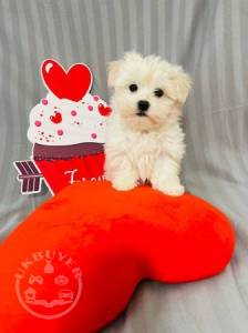 Sweet WHITTE MALTESE ,  pupp for sale