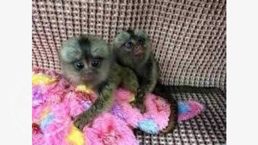 Marmoset/Capuchin Monkeys for sale ..whatsapp +447565118464