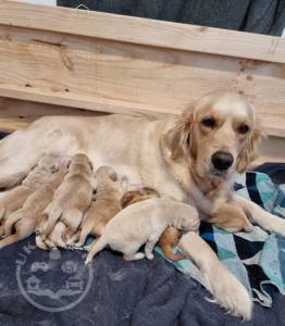 golden retrievers