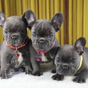 French bulldog Whatsapp/Viber +447565118464